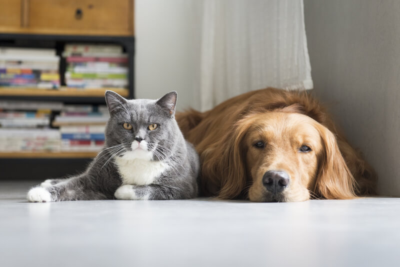 Which Flooring Options Hold Up Well in Homes with Pets?